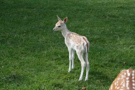Het jonge damhertje is op zijn qui vive, terwijl....