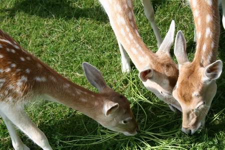 .... de volwassen dieren zich tegoed doen aan het groen van verzorger Henk de Weerd