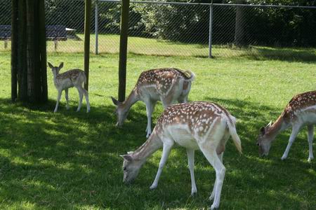 Het jonge dier lijkt probleemloos opgenomen door de oudere damherten, ook al wordt het af en toe hardhandig gecorrigeerd... 