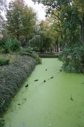 De gracht met kroos en eenden bij de Sicke Benninghestede aan de Langestraat Zuid 