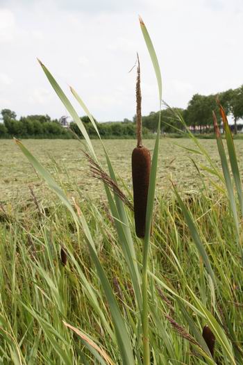 Lisdodden in de sloot bij de bushalte Langestraat Noord 