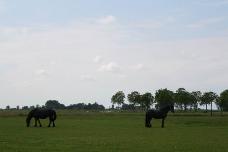 weiland, paarden, ondergaande zon... West-Noordhorn