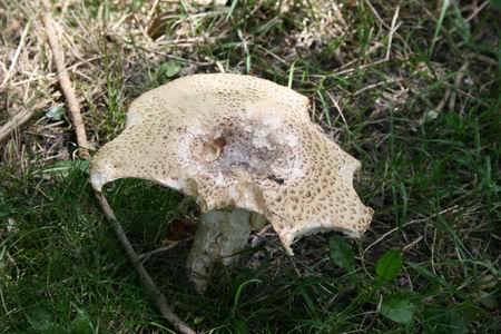 Gehavende zwam in het bermgras, Langestraat Noord