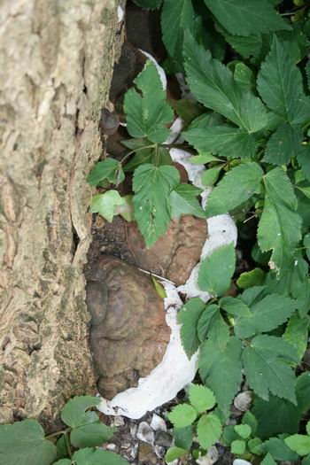 vreemde zwam onderaan de stam.....