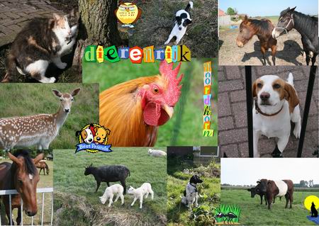 Een willekeurige greep in/uit de Noordhorner dierenwereld...