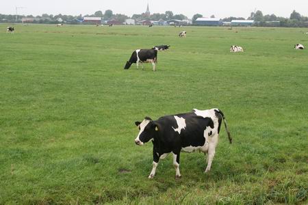Gelukkig lopen er nog koeien in de weilanden rondom Noordhorn 