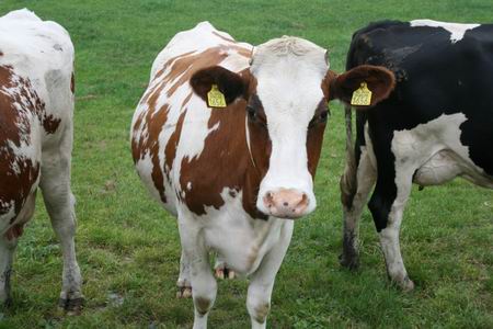 Heeft dit dier slechts een nummer, of luistert het ook naar een naam? (Nee, geen Maxima....)