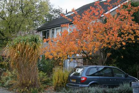 Resize of herfst in voortuin 27102009 Resize of herfst in voortuin 27102009