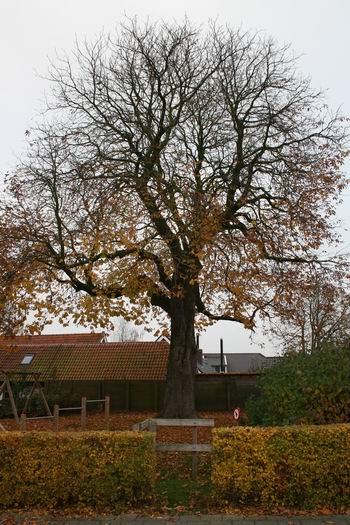 Resize of kastanje (1) 30102009 Resize of kastanje (1) 30102009