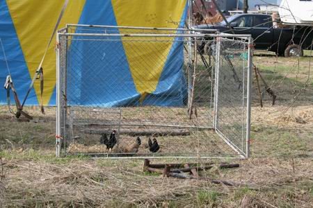 Resize of 20100413_9999_23