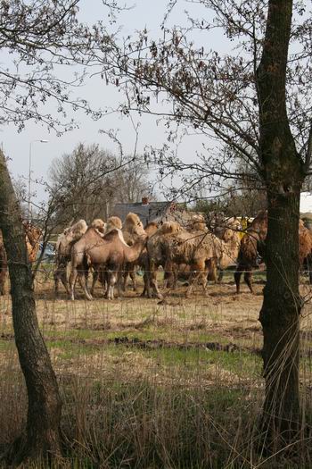 Resize of 20100413_9999_9