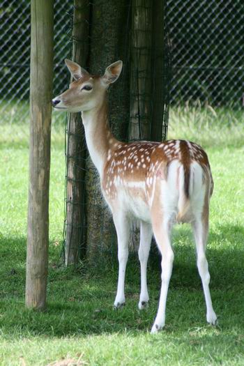 Resize of damhert 02 22062010