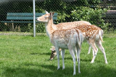 Resize of damherten 03 22062010