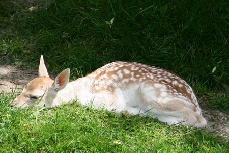 Resize of jong hertje 02 22062010