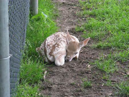 Resize of jong hertje