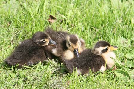 Resize of jonge eendjes 03 22062010