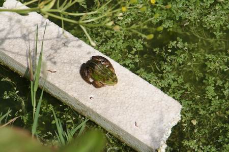 Resize of kikker 02 22062010