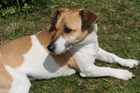 Resize of Meijer hondje 04 22062010