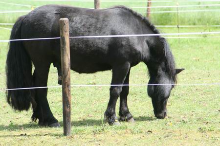 Resize of pony 03 22062010