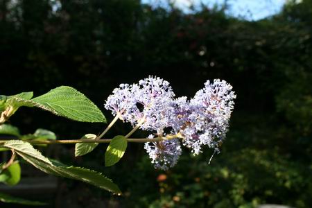 Resize of bloesem achtertuin 17102010