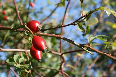 Resize of rozenbottels 03 17102010