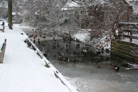 Resize of Gracht hertenkamp 02 17122010