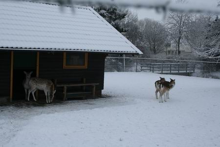 Resize of Hertenkamp 05 17122010