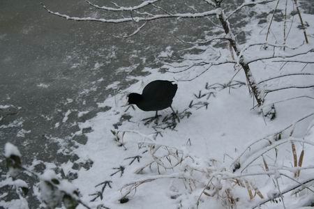 Resize of Meerkoet 02 17122010