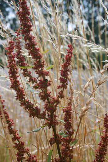 Resize of 20110710_9999_15