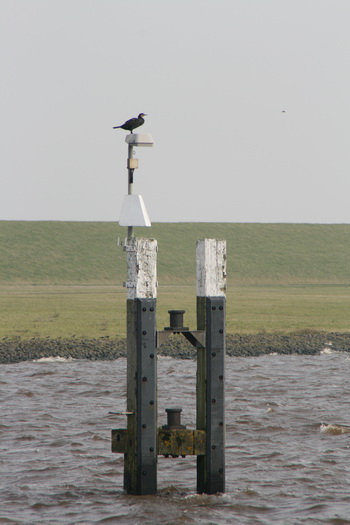 Het zijn de "kleinde dingen" die het 'm doen.... aalscholver op meerpaal.