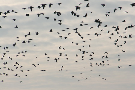 De ganzen (brandganzen? Kolganzen? Wat zijn het voor ganzen???) hebben lang genoeg gekeken naar het gewurm aan de wal, ze zoeken het gezamenlijk verderop....