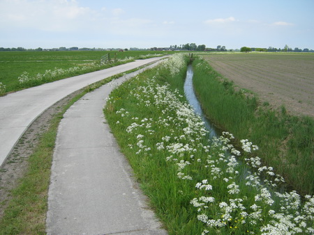 Foto (mei 2011) vanaf de Spanjaardsdijk Noord bij het begin van het fietspad naar de Jensemaweg en de Piloersemaborg. 