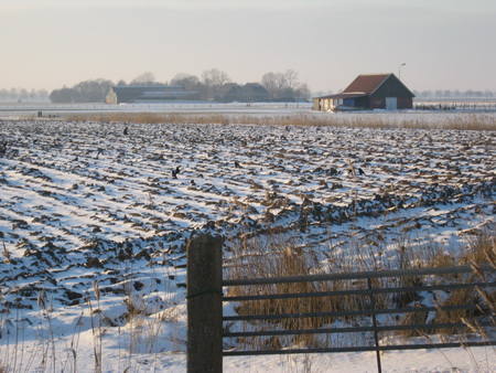 Terug over het redelijk goed begaanbare fietspad langs de N355, gadegeslagen door tientallen kraaien op het geploegde maisland met de Tempelschuur op de achtergrond.