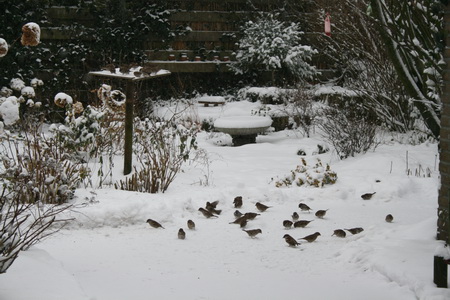 Bijvoeren dus, geen overbodige luxe! (Zie ook: www.vogelbescherming.nl) Een drukte van belang, zowel op de voedertafel als op de grond. Even geen last van buurtkatten, die komen weer als de paden zijn geveegd... Dreiging komt wel uit de lucht, jagende sperwers! Attent blijven!