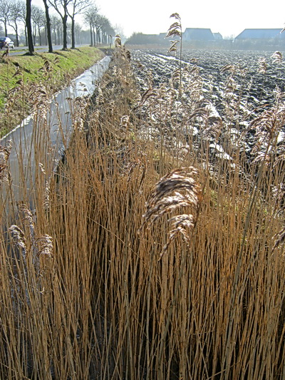 Ploegvoren op de maisakkers, nevel boven dorstig land....