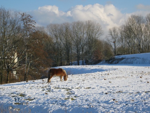 Besneeuwd weiland met pony aan de spoorrand. Vredig....