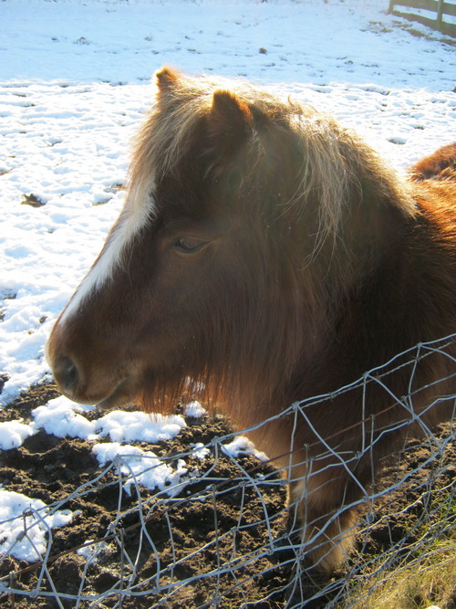 De andere pony staat dichter bij de weg, wachtend op 'fans'.... Even aanhalen, zijn we beiden in onze nopjes...