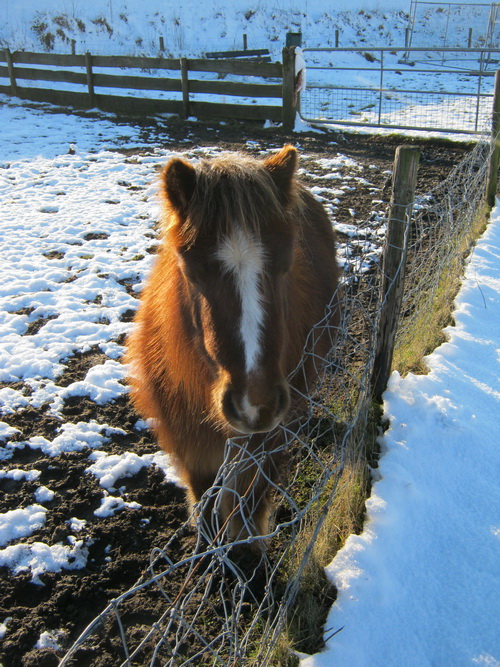 Een tweede foto, als afscheidscadeau. Het beethe tegenlicht geeft extra cachet!