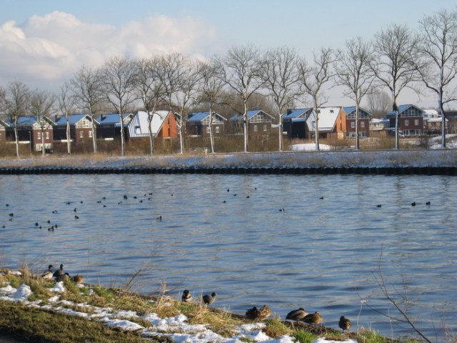 Aan de kanaalkant wordt door diverse vogels genoten van een zonnebad. Eenden, meerkoeten... En in het water? Zuidhorns k(l)eurige welstandsrand aan de overkant