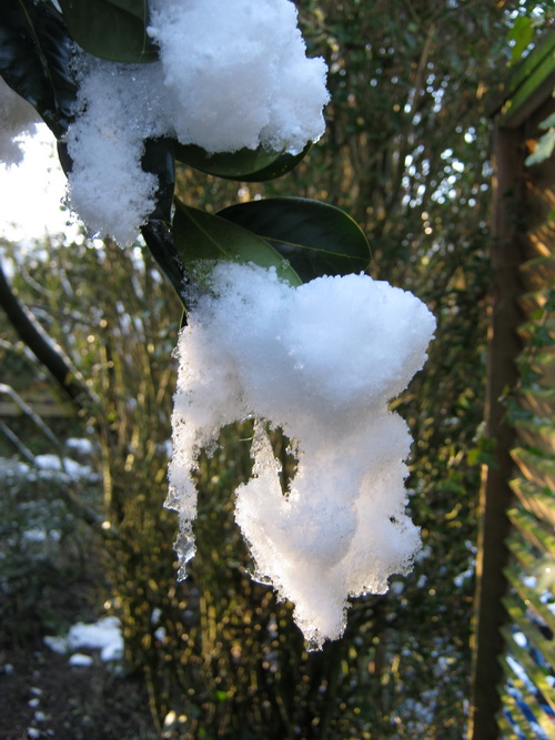 Weer thuis! Hulst met sneeuw... Steeds hetzelfde, altijd weer anders!