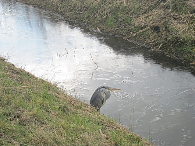 Dit zie ik liever... Zo te zien denkt deze in zijn veren wegduikende reiger net zo over de aanblijvende winter als ik... Zelfs nog weer een ijslaagje op de sloot langs de N355!