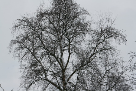 De deur uit, eigenlijk al aan de late kant, de motor komt moeizamer op gang... Beeld van een berk, vanuit de achtertuin...