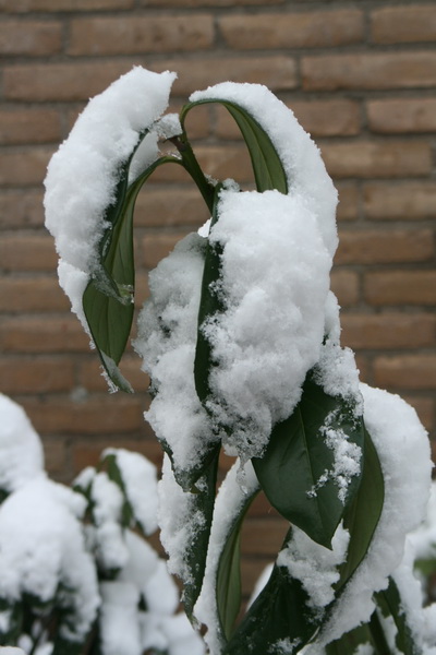 Kunstwerkje van Moeder Natuur, aan de zijkant van ons huis