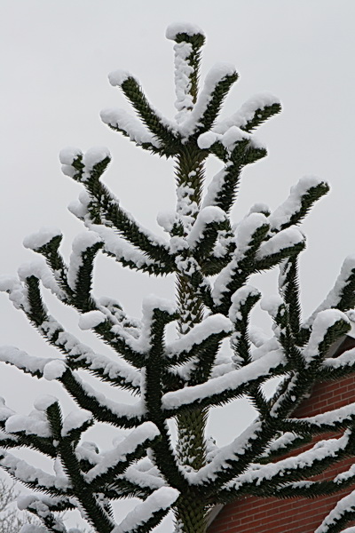 Lijnenspel, contrast... Hier voegt de sneeuw zeker iets toe!