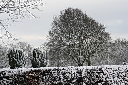 Bomen blijven boeien, zeker ook als ze bedekt zijn met een laagje sneeuw. Begraafplaats met beukenhaag en bomen.