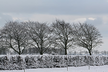 En nog laten de begraafplaatsbomen me niet los.... Hier de vier gezusters aan de achterkant!