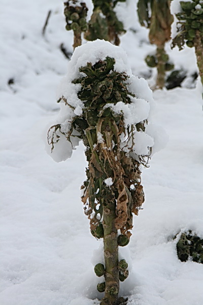 De spruiten op de volkstuin maken een ietwat mistroostige indruk, maar als kunstwerk heeft dit beeld wel wat...