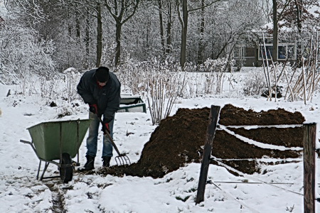 En nijvere Leendert werkt zijn mesthoop bij, ook ten voordele van andere volkstuinders. Nee, te glad voor de pony's...