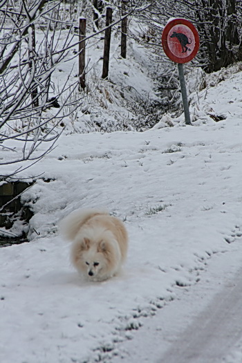 Het hondje van Leendert, 12 jaar oud: "Waar mag het dan wél??!!"