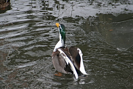 We zijn intussen aangeland bij de rand van de hertenkamp. De gracht aan de oostkant ligt niet helemaal dicht. Hier vermaken de eenden zich. Is het al naderend-voorjaarsgedrag?